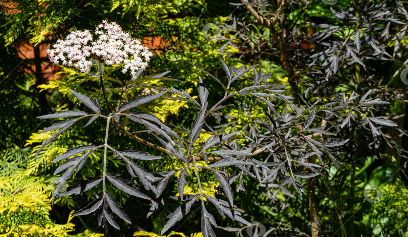 Скачать Цветущий черный самбук (Sambucus nigra). Белые соцветия с сиреневыми листьями на размытом желто-зеленом фоне туи западной Золотой. Селективный фокус. Концепция природы для дизайна. фотосток Ozero