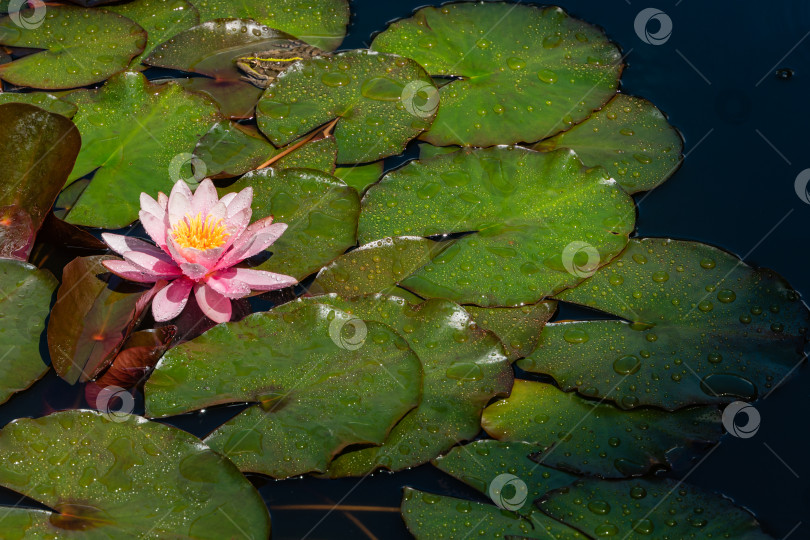 Скачать Водяная лилия или цветок лотоса Marliacea Rosea. Цветы лотоса с розовыми лепестками в красивом пруду. Вечнозеленый ландшафтный сад. Крупный план.  Концепция природы для дизайна. Есть место для текста. фотосток Ozero