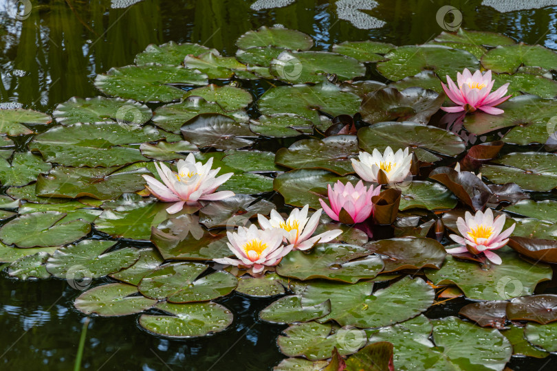 Скачать Волшебные розовые кувшинки или цветы лотоса Marliacea Rosea в садовом пруду. Крупный план. Лепестки и листья нимфеи с каплями воды. Отражение водных растений в воде, как в зеркале. Цветочный пейзаж. фотосток Ozero