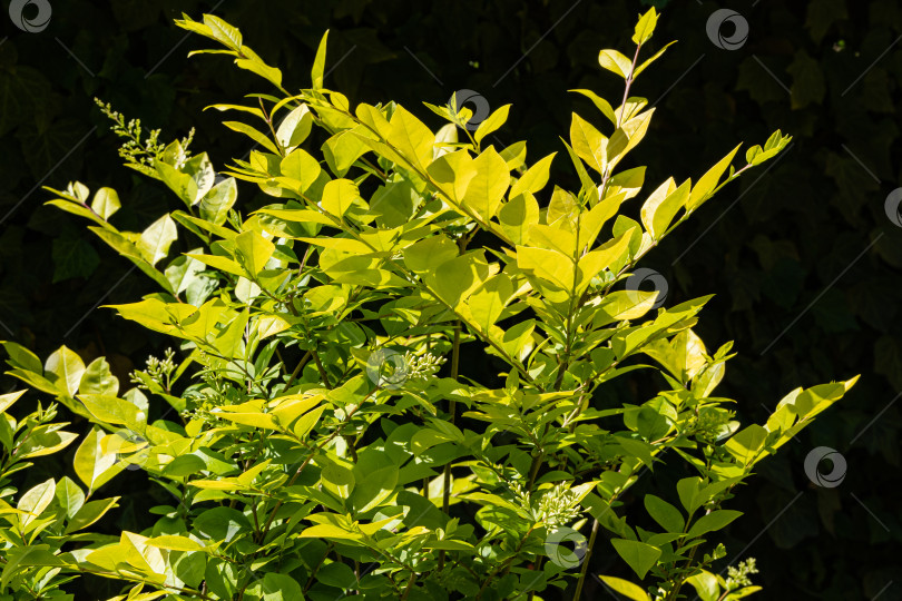 Скачать Кустарник Ligustrum Vicaryi с желтой вечнозеленой листвой на размытом темно-зеленом фоне плюща обыкновенного. Выборочный фокус. Декоративный ландшафтный сад. Природная концепция дизайна. фотосток Ozero