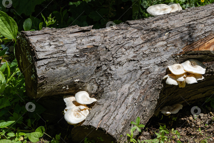 Скачать Белые с коричневыми шляпками грибы из семейства полипоровых. Lentinus tigrinus на стволе старой яблони. Съедобные грибы в естественной среде обитания в саду. Место для вашего текста. фотосток Ozero