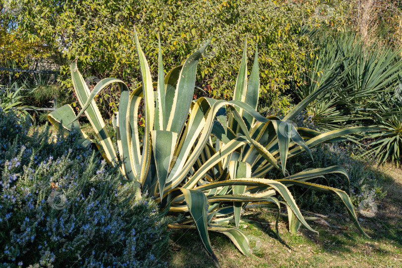 Скачать Американская агава (Agave americana) в натуральную величину полосатая на Имеритинской набережной в Сочи. Крупный план. Американская агава в ландшафтном дизайне зоны отдыха на побережье Черного моря недалеко от границы с Абхазией. фотосток Ozero