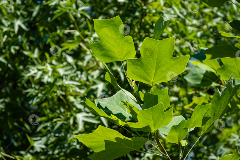 Скачать Тюльпанное дерево (Liriodendron tulipifera), называемое тюльпанным деревом, американским тополем или тюльпановой тополью. Ярко-зеленые листья на размытом зеленом фоне. Выборочный фокус. Крупный план. Есть место для текста фотосток Ozero