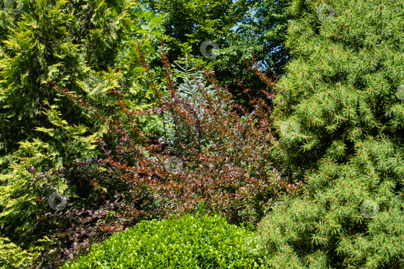 Скачать Куст барбариса Berberis thunbergii Atropurpurea. Красивая фиолетовая листва на изогнутых ветвях куста барбариса.  Вечнозеленый ландшафтный сад. Природная концепция дизайна. фотосток Ozero