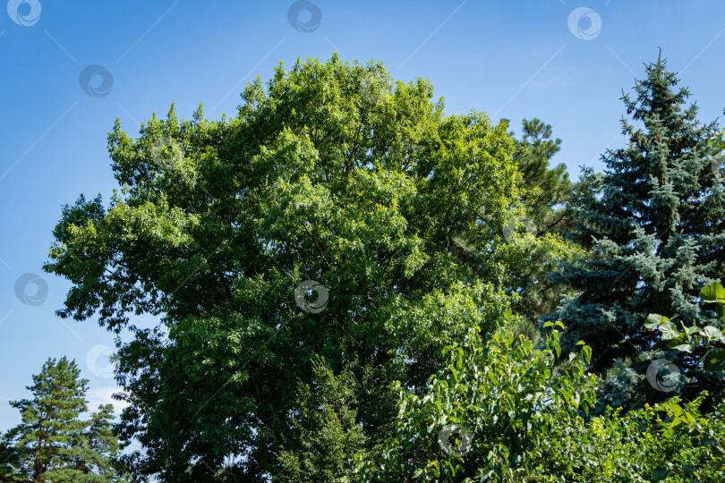 Скачать Красный дуб Quercus rubra. Яркая молодая пышная листва красного дуба Quercus rubra на фоне голубого неба. Рядом с дубом растет высокая голубая рождественская елка. ландшафтный сад. Природа Северного Кавказа для дизайна. фотосток Ozero