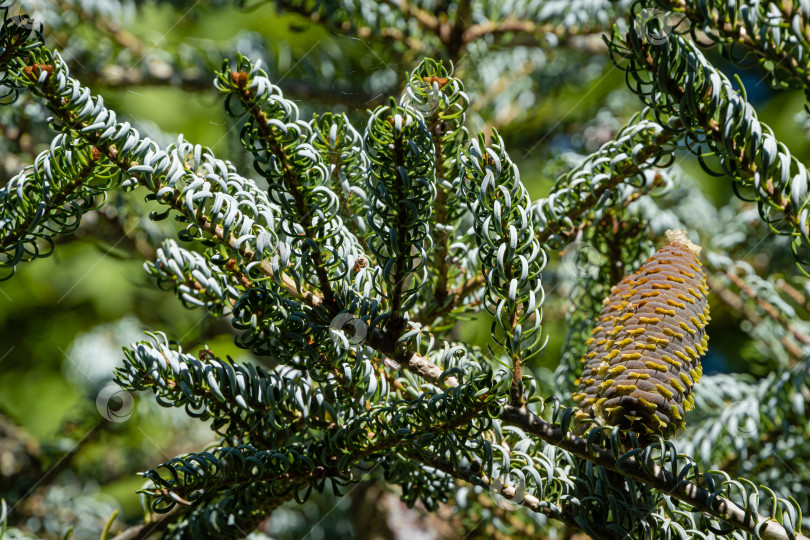 Скачать Ель Abies koreana Silberlocke. Крупный план. Ветви ели Abies koreana Silberlocke на размытом фоне зелени сада. Скрученные иглы зеленого и серебристого цветов. Выборочный фокус.Северный Кавказ. фотосток Ozero