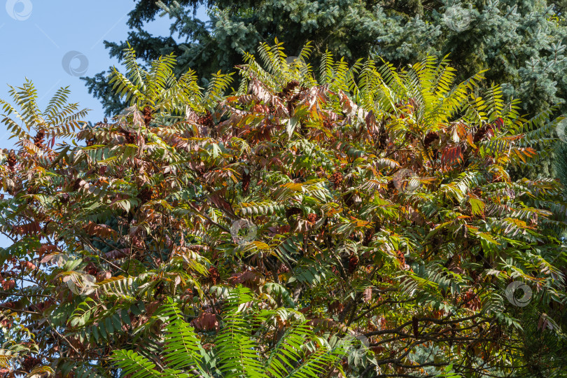 Скачать Красные и зеленые листья на ветвях дерева Rhus typhina (сумах рогатый, Anacardiaceae) на фоне голубых иголок рождественской елки и голубого неба. Выборочный фокус. Фон с естественной текстурой фотосток Ozero