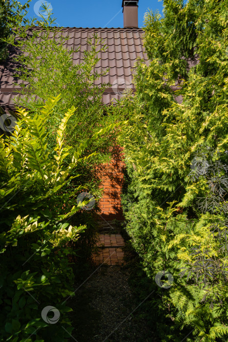 Скачать Загородный дом в тени вечнозеленых и листопадных растений. Стена дома выполнена из красного кирпича. Ландшафтный сад. Западная туя и высокие стволы бамбука на переднем плане. Северный Кавказ. фотосток Ozero