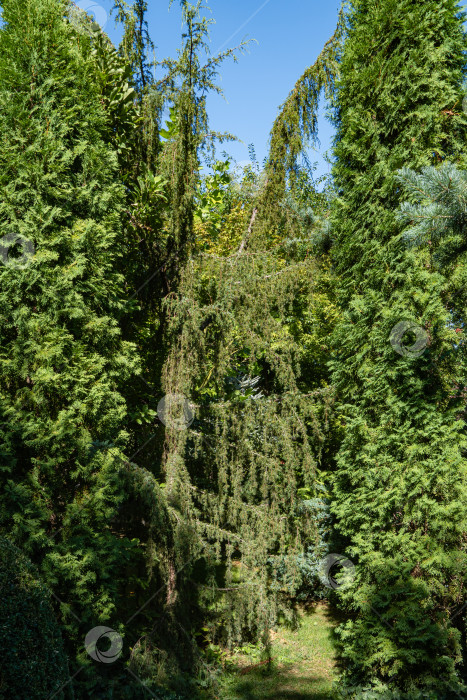 Скачать Можжевельник Juniperus communis Horstmann. Огромный можжевельник в окружении вечнозеленых и листопадных растений. Крупный план. Ландшафтный сад. Летний солнечный день. Природа Северного Кавказа. Дизайн парка. Природная концепция. фотосток Ozero