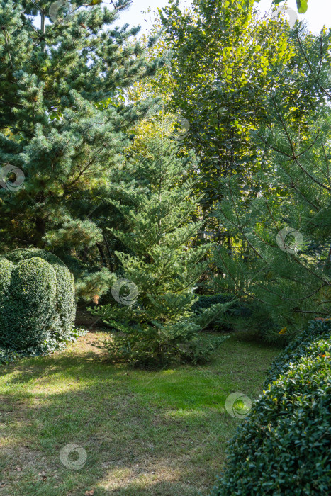 Скачать Корейская ель Abies koreana на фоне вечнозеленых растений. Ландшафтный сад. На заднем плане можжевельник Juniperus communis Хорстманна, западная туя колонна и кусты самшита. Концепция природы для дизайна фотосток Ozero