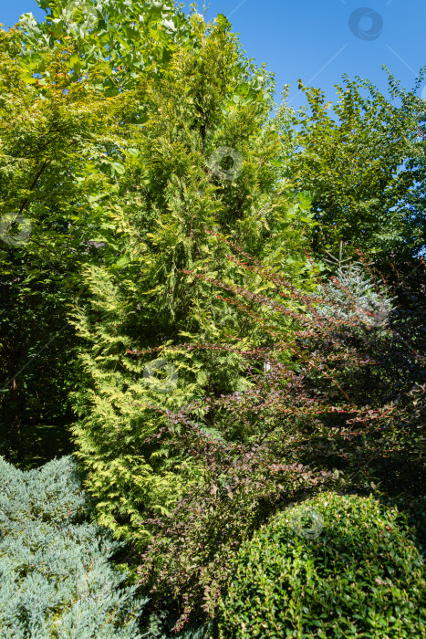 Скачать Красивый ухоженный сад с вечнозелеными растениями. В центре - Berberis thunbergii Atropurpurea с фиолетовыми листьями. Туя западная золотая и можжевельник подчеркивают красоту барбариса. Спокойная атмосфера. фотосток Ozero