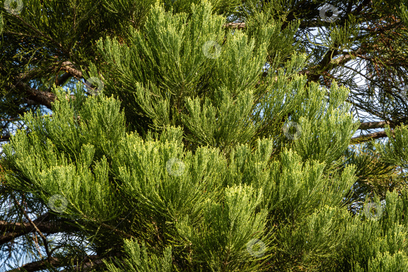 Скачать Красивые зеленые листья Sequoiadendron giganteum (гигантской секвойи или гигантского красного дерева) в городском парке Краснодара. Крупный план. Общественный ландшафтный парк Краснодара или парк Галицкого. Солнечная осень 2020 года. фотосток Ozero