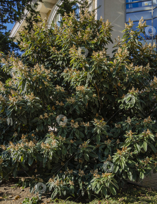 Скачать Цветущая японская мушмула (Eriobotrya Japonica) на размытом фоне. Выборочный фокус. Вечнозеленый ландшафтный парк в городе Сочи. Огромные красивые зеленые листья вокруг желтых соцветий. Крупный план. фотосток Ozero