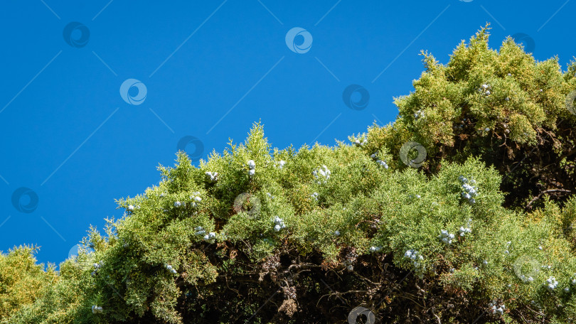 Скачать Крона вечнозеленого хвойного дерева Thuja occidentalis (также известного как китайская туя, восточная туя) на фоне голубого неба. На ветке с зелеными листьями синие шишки. Ландшафтный парк в городе-курорте Сочи. фотосток Ozero