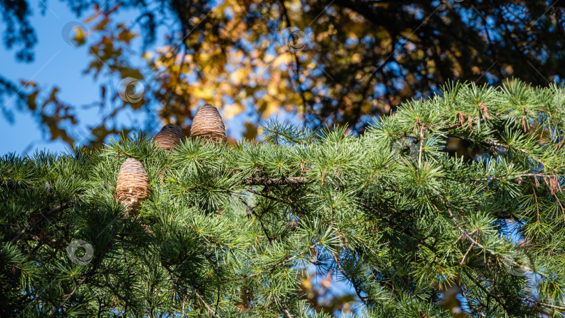 Скачать Гималайский кедр, Cedrus Deodara (Кедр Деодар, гималайский кедр) в ландшафтном парке города-курорта Сочи. Крупный план ветки со спелыми коричневыми шишками и зелеными иглами гималайского кедра. фотосток Ozero