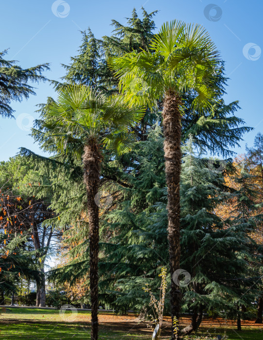 Скачать Две высокие китайские пальмы-ветряные мельницы (Trachycarpus fortunei) или пальмы Чусан в общественном городском парке. Город. Сочи. Крупный план. Красивые зеленые листья пальмы на фоне солнца. фотосток Ozero