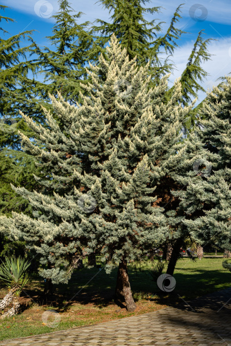 Скачать Кипарис аризонский (Cupressus arizonica) "Голубой лед" с коричневыми шишками в кооперативном парке недалеко от Сочинского морского торгового порта. Крупный план. Общественный ландшафтный парк с декоративными тропическими деревьями. Место отдыха. фотосток Ozero