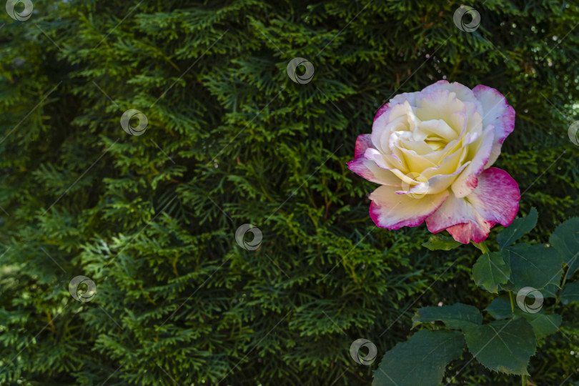 Скачать Красивая роза Double Delight с желто-розовыми лепестками на размытом фоне вечнозеленых растений. Выборочный фокус. Вечнозеленый ландшафтный сад. Крупный план. Есть место для теста. Натуральная текстура для дизайна. фотосток Ozero