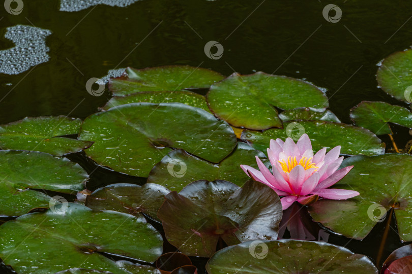 Скачать Волшебная розовая водяная лилия или цветок лотоса Marliacea Rosea в пруду. Крупный план. Нимфея с каплями воды на лепестках и листьях. Атмосфера спокойного расслабления и любви. Цветочный пейзаж для обоев природа. фотосток Ozero