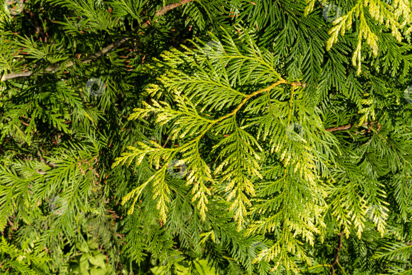 Скачать Желто-зеленая листва на ветке Thuja plicata на размытом фоне вечнозеленых растений. Крупный план. Западный красный кедр или тихоокеанский красный кедр. Гигантская туя, или западная туя, или гигантский кедр. фотосток Ozero