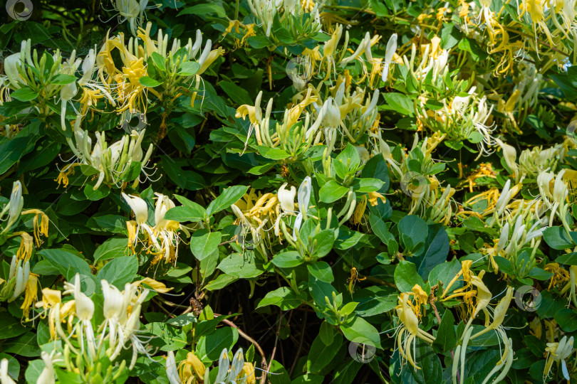 Скачать Белые и желтые цветы на цветущем кусте Lonicera japonica, известной как японская жимолость и золотисто-серебристая жимолость. Крупный план. Вечнозеленая цветущая ароматная лиана, возможно, Lonicera giraldii. фотосток Ozero