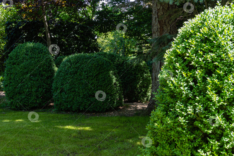 Скачать Самшит Buxus sempervirens или европейский самшит в вечнозеленом ландшафтном саду. Аллея самшита в солнечный летний день. Подстриженные кусты самшита Buxus sempervirens со светло-зеленой листвой. Место для вашего текста. фотосток Ozero