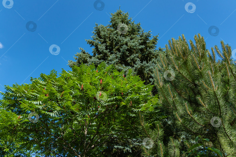 Скачать Дерево Rhus typhina (сумах рогатый, Anacardiaceae). Молодые зеленые резные листья на ветвях сумаха рогатого на фоне голубой рождественской елки и голубого неба. Атмосфера покоя, счастья и любви. фотосток Ozero