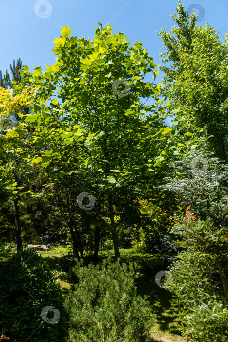 Скачать Ландшафтный сад с вечнозелеными и лиственными деревьями. Оригинальный многоцветный ландшафт из сосен, туи, самшита и других реликтовых растений. Природная концепция дизайна. фотосток Ozero