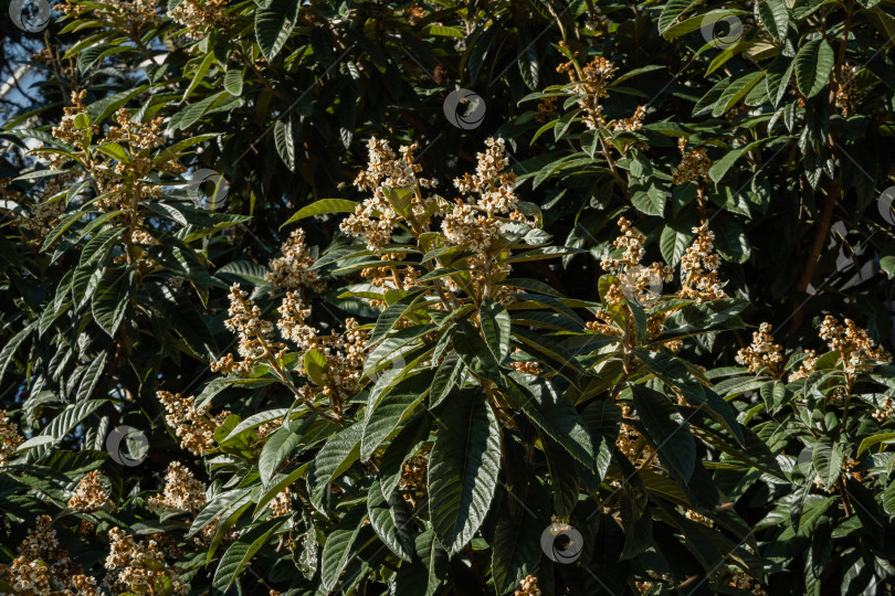 Скачать Цветущая японская мушмула (Eriobotrya Japonica) на размытом фоне. Выборочный фокус. Вечнозеленый ландшафтный парк в городе Сочи. Огромные красивые зеленые листья вокруг желтых соцветий. Крупный план. фотосток Ozero