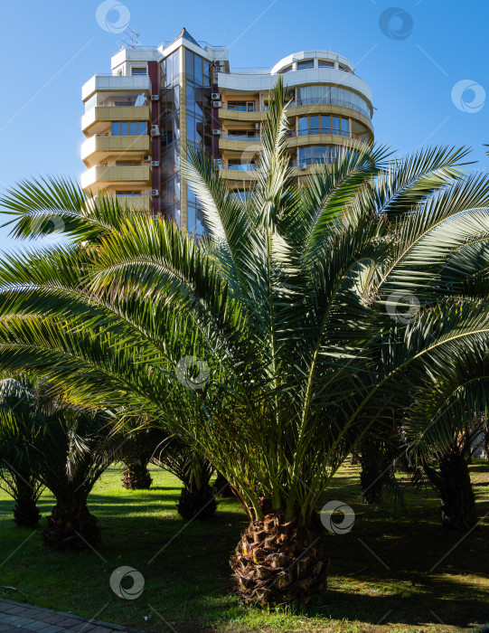 Скачать Красивая пальма Канарского острова Финиковая пальма (Phoenix canariensis) в ландшафтном парке города Сочи. Роскошные листья на фоне голубого неба с современным зданием. фотосток Ozero