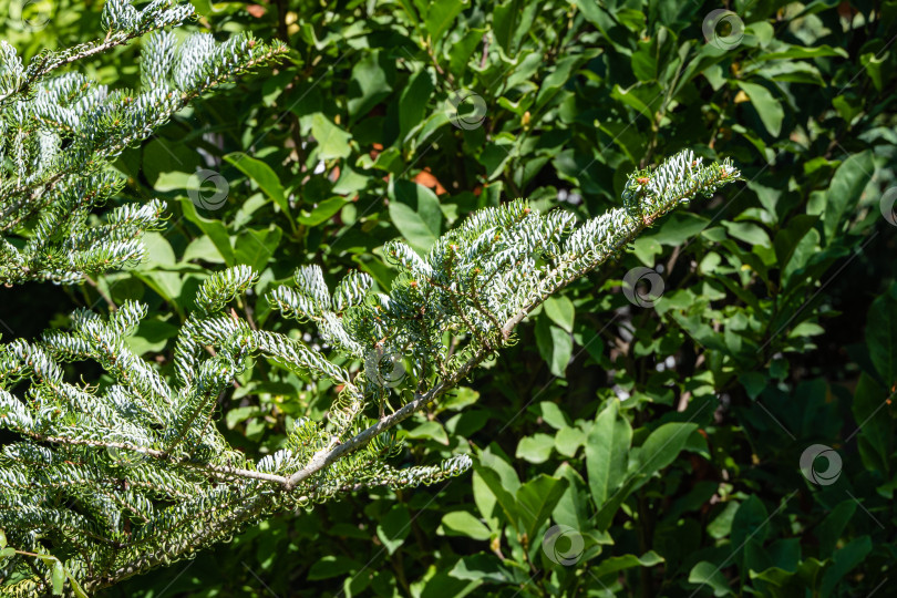 Скачать Ель Abies koreana Silberlocke. Крупный план. Молодые голубые шишки на ветвях ели Abies koreana Silberlocke на размытом фоне. Скрученные иглы зеленого и серебристого цветов. Выборочный фокус. Северный Кавказ. фотосток Ozero