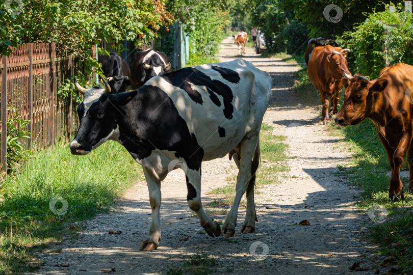 Скачать Пятнистые и бурые коровы и бычки прогуливаются по улицам дачного поселка. Крупный план. Заблудившиеся коровы ищут выход на пастбище. Крупный рогатый скот прогуливается по проселочной дороге, как на пастбище. Сельская жизнь. фотосток Ozero