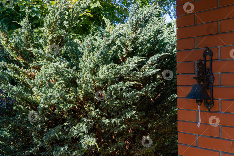 Скачать Большой куст Juniperus squamata Meyeri. Можжевеловый чешуйчатый кустарник Мейери у кирпичной стены загородного дома. На стене колокольчик. Летнее утро в вечнозеленом саду. фотосток Ozero
