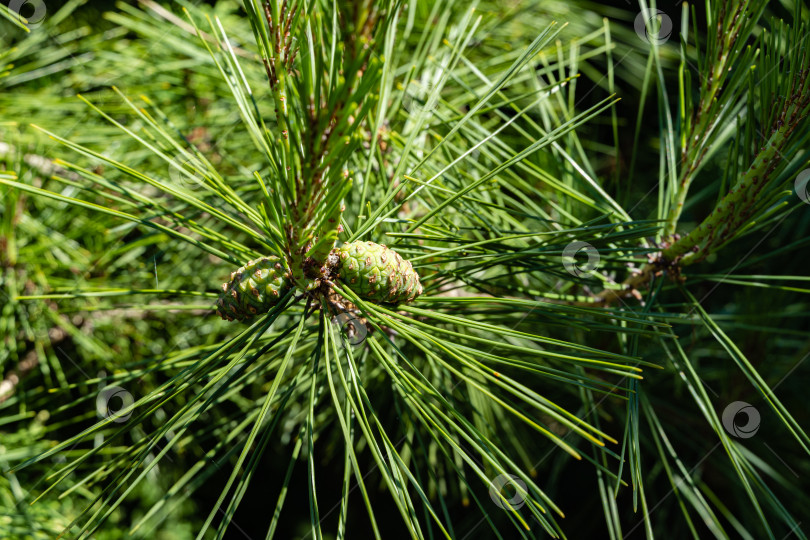 Скачать Ветка Pinus densiflora Umbraculifera на размытом зеленом фоне. Крупным планом. Красивые молодые желтые женские сосновые шишки на длинных побегах Pinus densiflora Umbraculifera. Вечнозеленый ландшафтный сад. фотосток Ozero