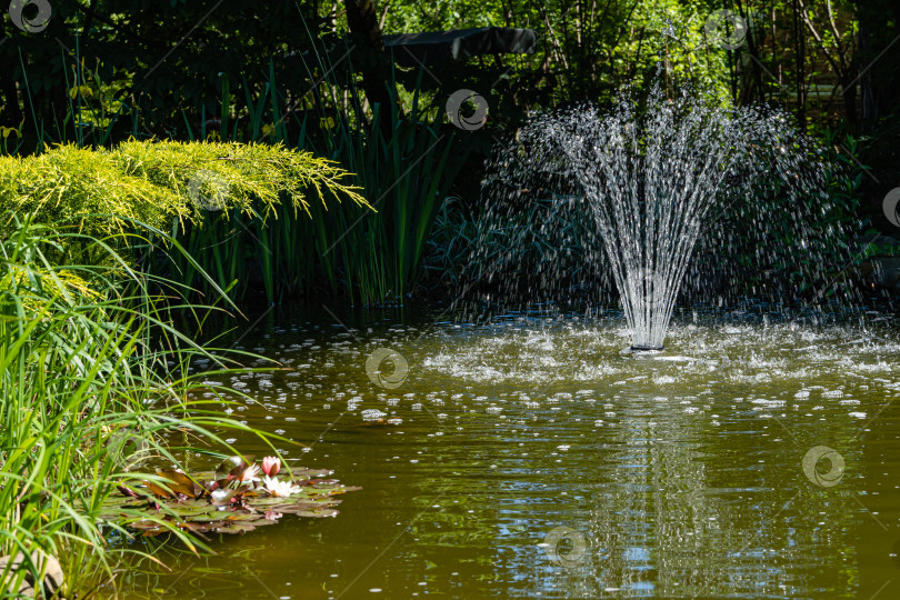 Скачать Волшебный садовый пруд с цветущими кувшинками и лотосами. Каскадный фонтан в центре. Вечнозеленые растения отражаются в воде, как в зеркале. Атмосфера расслабляющего отдыха и счастья. фотосток Ozero