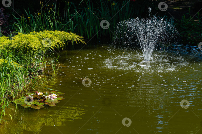 Скачать Волшебный садовый пруд с цветущими кувшинками и лотосами. В пруду есть красивый каскадный фонтан. Вечнозеленые и водные растения отражаются в воде. Атмосфера расслабления и покоя. фотосток Ozero