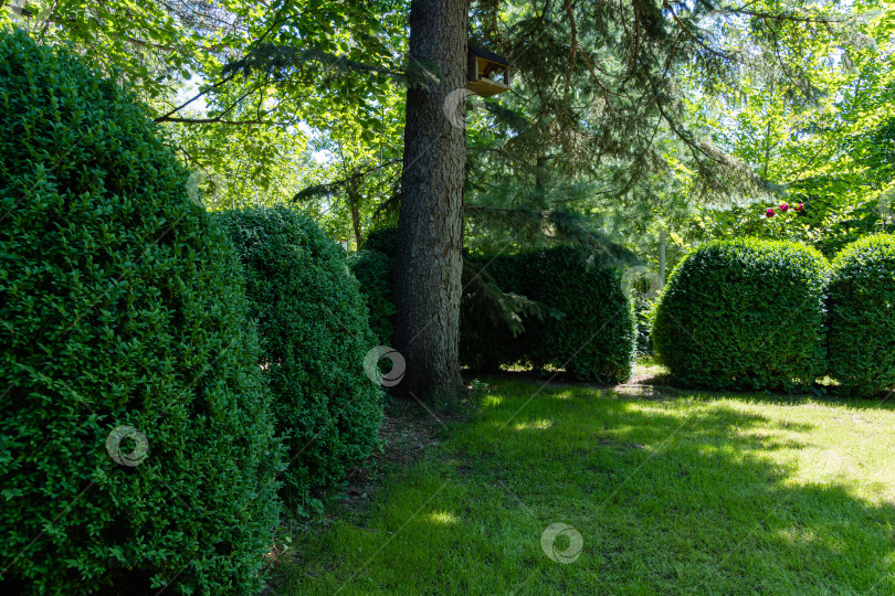 Скачать Самшит Buxus sempervirens или европейский самшит в вечнозеленом ландшафтном саду. В центре растет голубая рождественская елка. Подстриженные кусты самшита. Кусты Buxus sempervirens со светло-зеленым газоном на переднем плане. фотосток Ozero