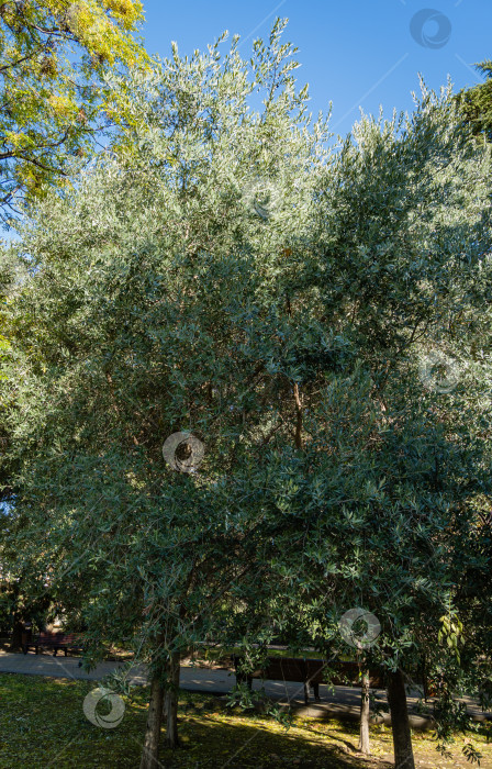 Скачать Оливковые деревья (Olea europaea) на фоне голубого осеннего неба. Общественный ландшафтный парк в городе Сочи. фотосток Ozero
