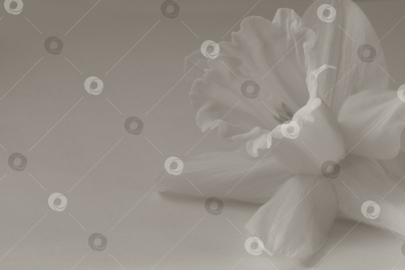 Скачать Бутон цветка нарцисса крупным планом фотосток Ozero
