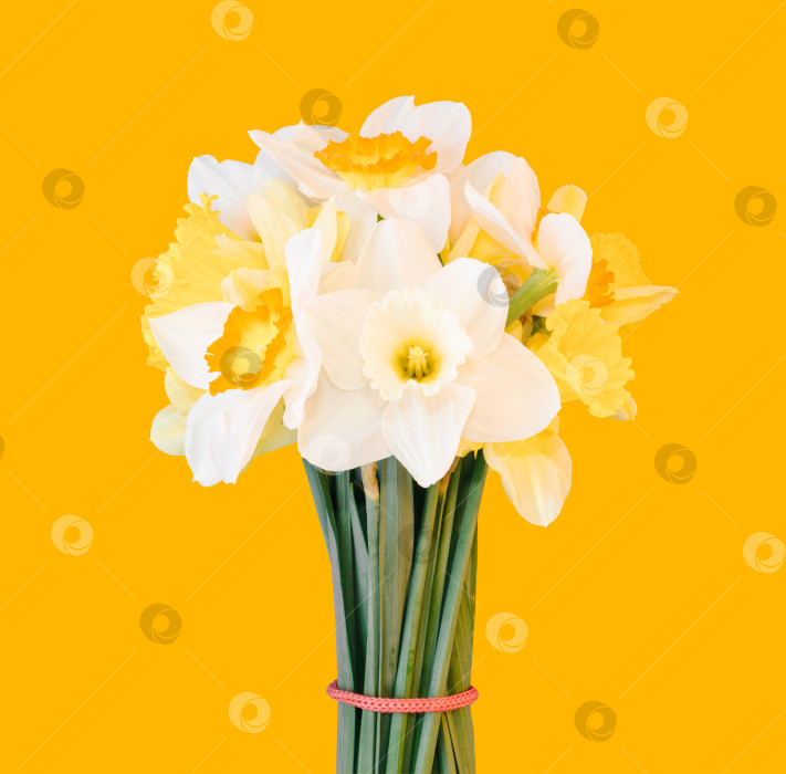 Скачать букет нарциссов, выделяющийся на светло-оранжевом фоне фотосток Ozero