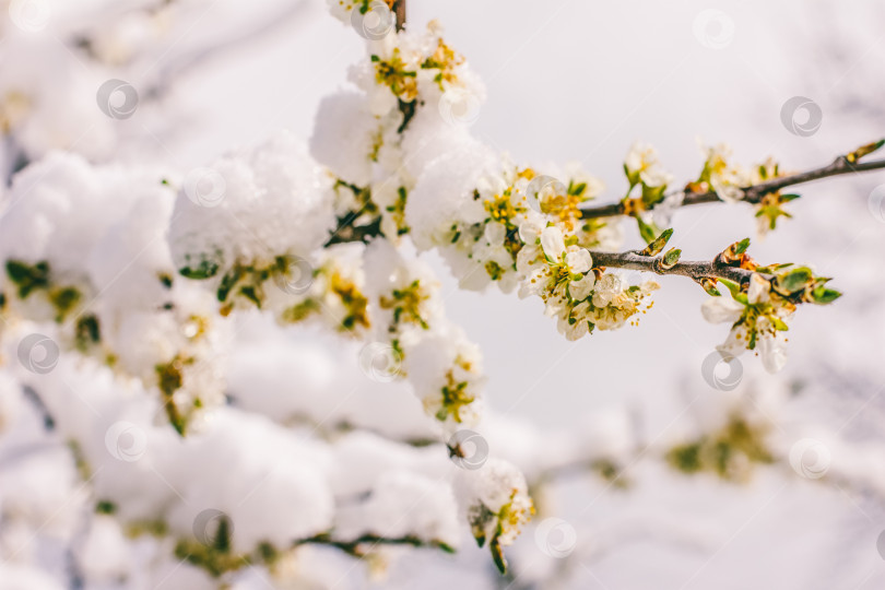 Скачать цветущие ветви фруктового дерева на снегу фотосток Ozero