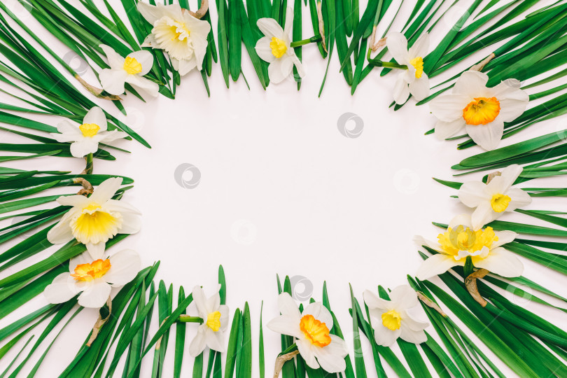 Скачать весенняя цветочная рамка из цветов и зеленых листьев нарцисса на белом фоне фотосток Ozero