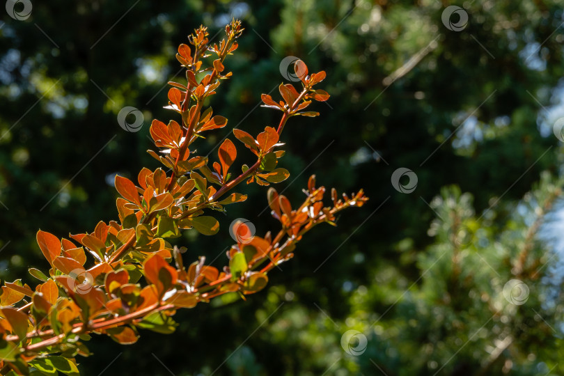 Скачать Куст барбариса Berberis thunbergii Atropurpurea. Фиолетовая листва на изогнутых ветвях куста барбариса. Размытый фон. Выборочный фокус. Крупный план. Ландшафтный сад. Концепция природы для дизайна. фотосток Ozero