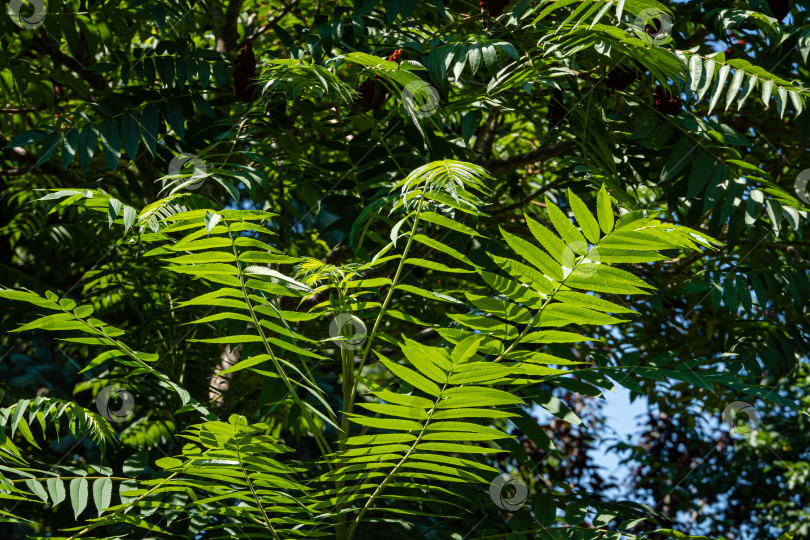 Скачать Дерево Rhus typhina (сумах рогатый, Anacardiaceae). Крупный план. Зеленые листья сумаха рогатого на размытом фоне зелени сада. Выборочный фокус. Свежие обои с концепцией природы. Место для текста фотосток Ozero