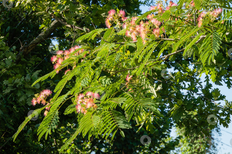 Скачать Розовые пушистые цветы персидского шелкового дерева (Albizia julibrissin) на размытом фоне зелени и голубого июльского неба. Крупный план. Японская акация или розовое шелковое дерево из семейства Fabaceae Nature concept фотосток Ozero