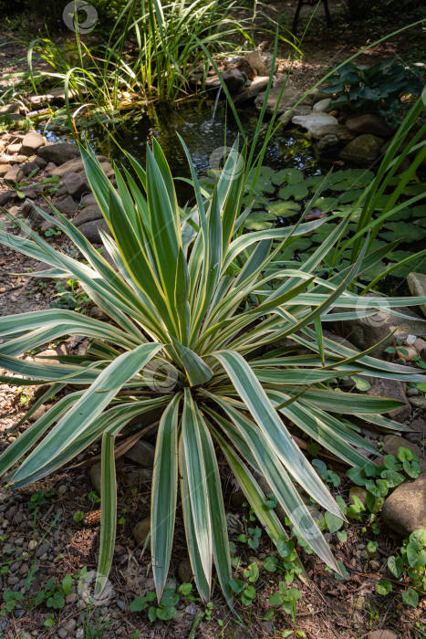 Скачать Красивые полосатые листья юкки gloriosa Variegata на берегу садового пруда с фонтаном в форме лягушки. Летний солнечный день. Расслабляющая атмосфера в вечнозеленом ландшафтном саду. Природа Северного Кавказа. фотосток Ozero