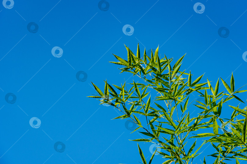Скачать Бамбук Phyllostachys aureosulcata. Зеленые листья бамбука Phyllostachys aureosulcata на фоне голубого неба. Крупный план. Листья сияют на солнце. Атмосфера спокойствия и релаксации. Концепция природы для дизайна. фотосток Ozero