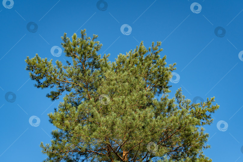 Скачать Сосна Pinus sylvestris на фоне голубого летнего неба. Вечнозеленый ландшафтный сад. Огромные сосновые ветви возвышаются над землей. крупный план. Атмосфера спокойствия и релаксации. Концепция природы для дизайна. фотосток Ozero