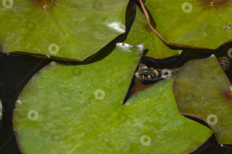 Скачать Травяная змея (Natrix natrix Persa) кольчатая или водяная змея, лежащая на листьях кувшинки. Змея охотится на лягушек в садовом пруду. Евразийская неядовитая змея питается исключительно амфибиями. фотосток Ozero