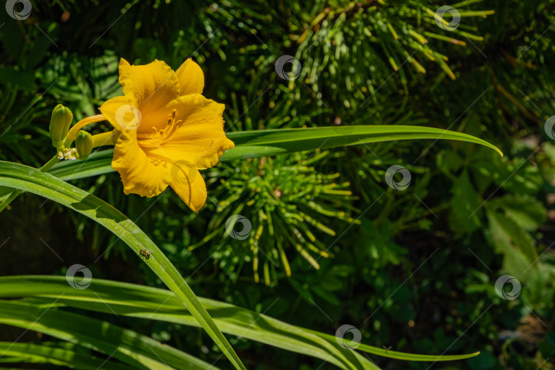Скачать Цветок лилейника Hemerocallis hybrida Stella de Oro на берегу пруда. Желтые лепестки цветка лилии на размытом фоне зеленых листьев в саду. Выборочный фокус. Есть место для текста. фотосток Ozero